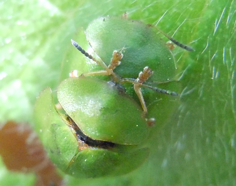 Coppia di Cassida viridis